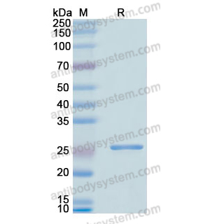 Recombinant Human ME2, N-His