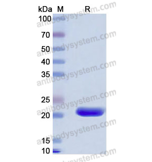 Recombinant Human CBLN1, N-His