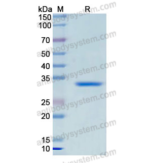 Recombinant Human LORICRIN, N-GST