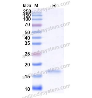 Recombinant Human BDNF, N-His