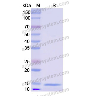 Recombinant Human NPPC, N-His