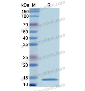 Recombinant Human GATA2, N-His