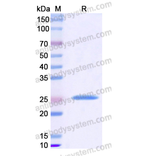 Recombinant Human IL32, N-His