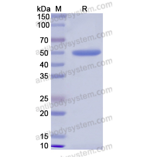 Recombinant Human PRTN3, N-GST