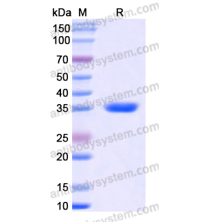 Recombinant Human CD181/CD128/CXCR1, N-GST