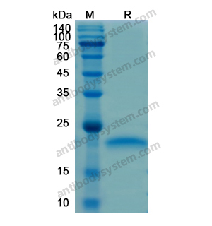 Recombinant Human CD95/FAS, N-His
