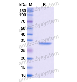 Recombinant Human MT3, N-GST