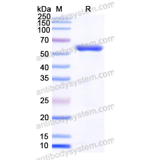 Recombinant Human PTBP1, N-His