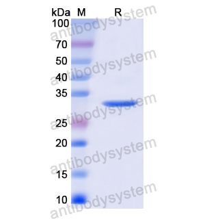 Recombinant Human PLN, N-GST