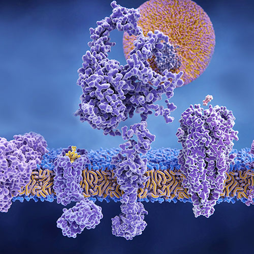 IL-4RA蛋白 ACROBiosystems百普赛斯