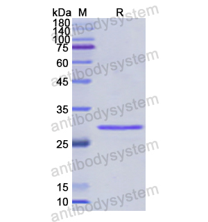 Recombinant Human PSMA5, N-His