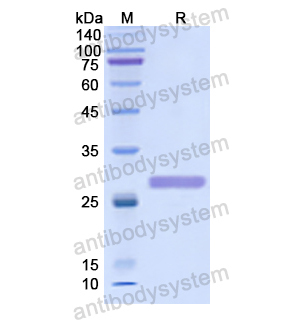 Recombinant Human PSMB6, N-His