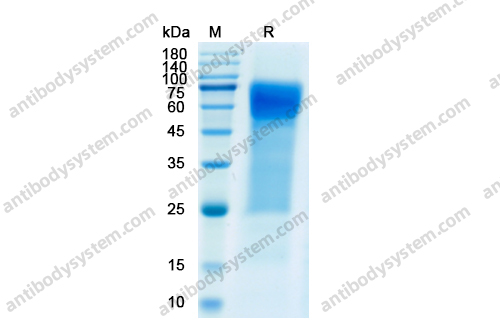 Recombinant Human CD30/TNFRSF8, C-His