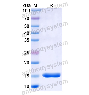 Recombinant Human ADORA2A, N-His