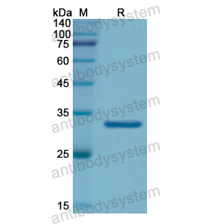 Recombinant Human PTPN6, N-His
