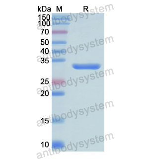 Recombinant Human SHC1, N-His