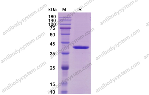 Recombinant Human IL12B/IL-12 p40/NKSF2, C-Flag