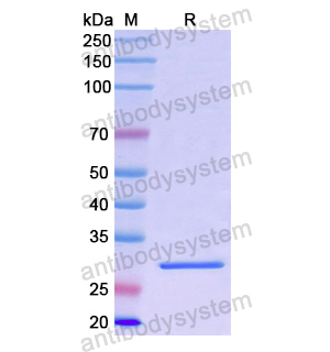 Recombinant Human ECHS1, N-His