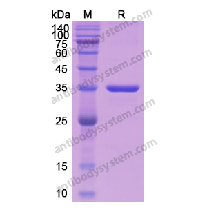Recombinant Human CCND2, N-His