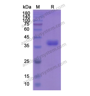 Recombinant Human CD52, C-Fc