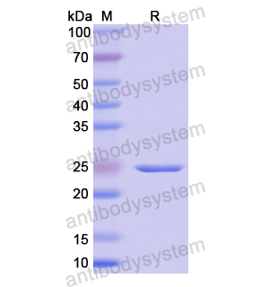 Recombinant Human FGF9, N-His