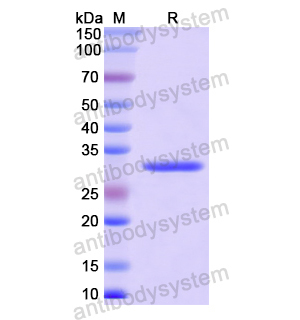 Recombinant Human FMO3, N-His