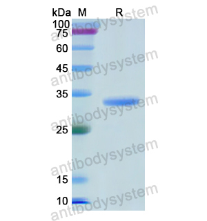 Recombinant Human CD66b/CEACAM8, N-His