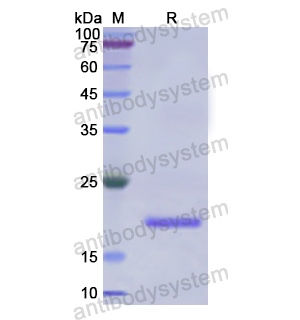 Recombinant Human PRDX2, N-His