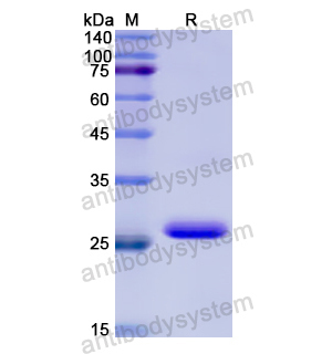 Recombinant Human CHRNA3, N-His