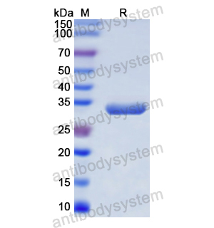 Recombinant Human CD68, N-His