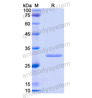 Recombinant Human HSPA4, N-His