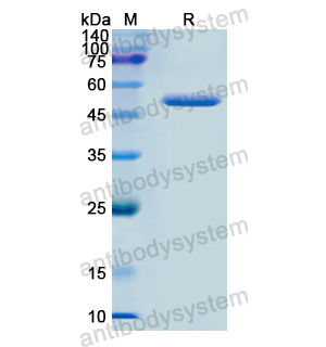 Recombinant Human MPI, N-His