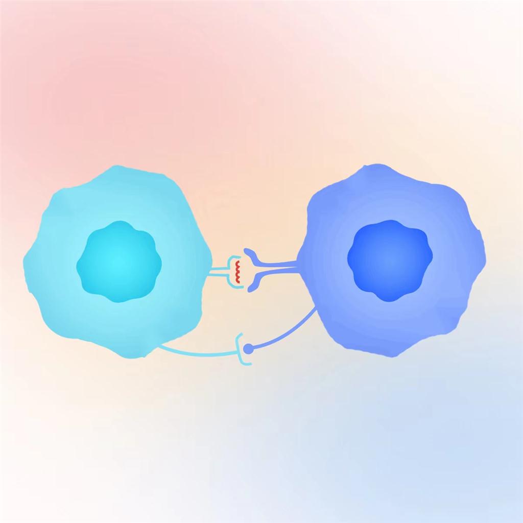 CLEC4C重组蛋白，ACROBiosystems百普赛斯