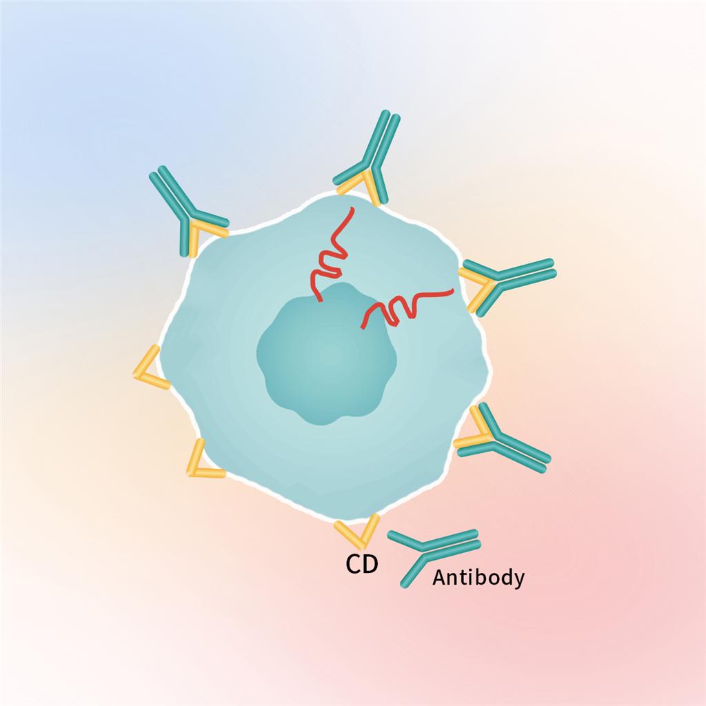 VEGF R2重组蛋白，ACROBiosystems百普赛斯