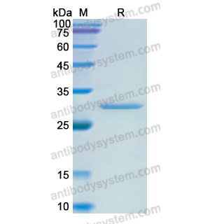 Recombinant Human PTGS2, N-His