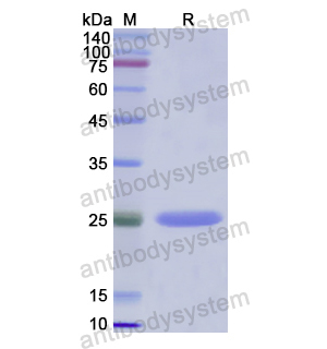 Recombinant Human THBS2, N-His
