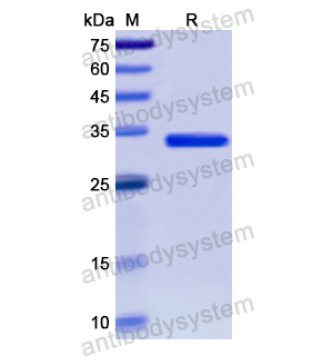 Recombinant Human IDUA, N-His