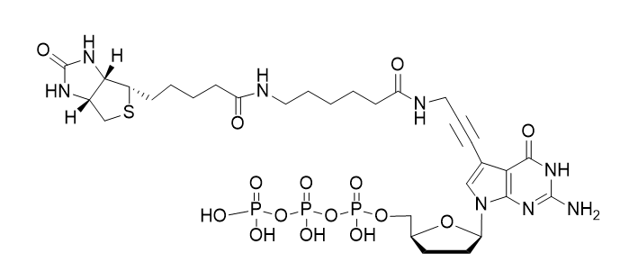 Biotin-11-ddGTP