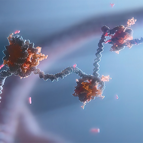 IgG4 Fc重组蛋白，ACROBiosystems百普赛斯
