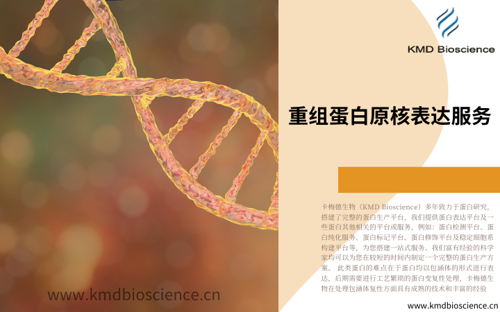 重组蛋白原核表达服务