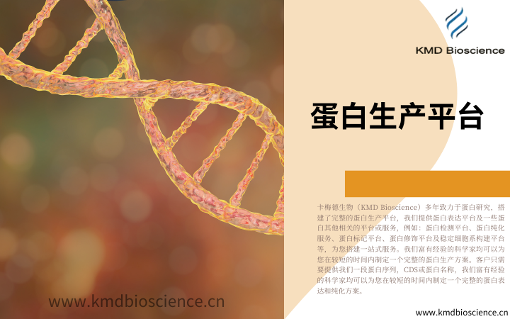 重组蛋白原核表达服务