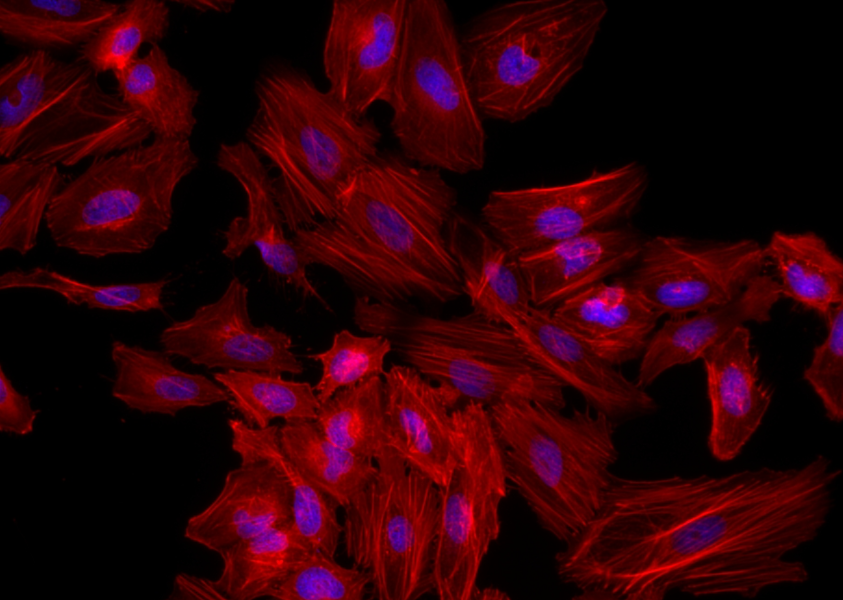 鬼笔环肽-IFLUOR?555标记