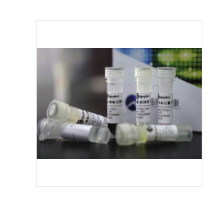 脑钠素/利钠肽抗体