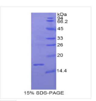 松弛肽3(RLN3)重组蛋白 