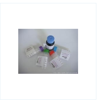 B淀粉样肽(1-42)单克隆抗体