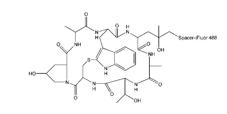 鬼笔环肽-IFLUOR?488标记