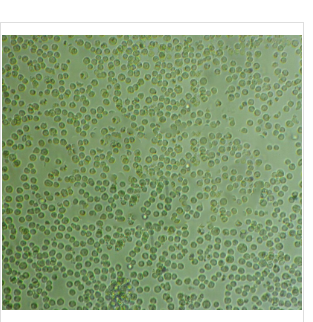 Anti-TFF2:三叶肽因子2抗体