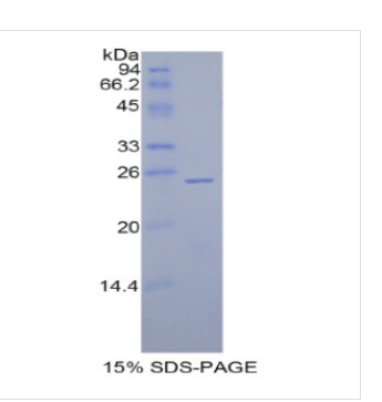 谷胱甘肽过氧化酶5(GPX5)重组蛋白 