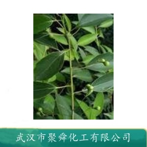 樟脑油  8008-51-3 稀释剂 涂料溶剂