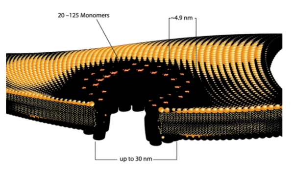 aladdin 阿拉丁 S477654 来自化脓性链球菌的链球菌溶血素O 98072-47-0 lyophilized powder, Protein ~3 % by Lowry, 25,000-50,000 U/vial
